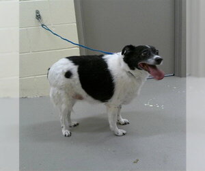 Mutt Dogs for adoption in Sanford, FL, USA
