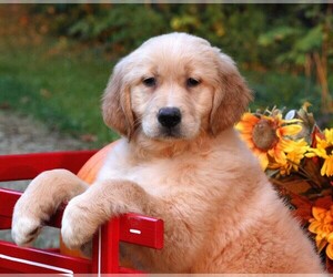 Golden Retriever Puppy for Sale in JONES, Michigan USA