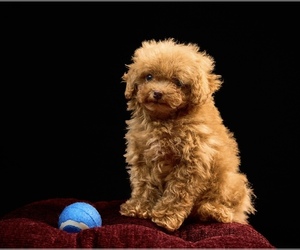 Poodle (Toy) Puppy for sale in SAN DIEGO, CA, USA