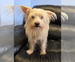Small #1 Silky Terrier Mix