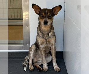 AFTON - Male Mutt Dog for Adoption - Photo #2