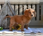 Small #3 Cavapoo