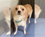 Small #8 Chihuahua Mix