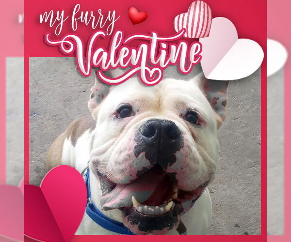 Medium Photo #11 Bulldog-Unknown Mix Puppy For Sale in Rockaway, NJ, USA