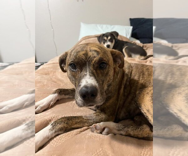Medium Photo #9 American Pit Bull Terrier-Unknown Mix Puppy For Sale in OKLAHOMA CITY, OK, USA