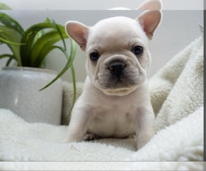 French Bulldog Puppy for Sale in WILLINGBORO, New Jersey USA