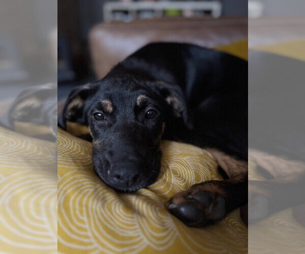 Medium Photo #9 Labrenees Puppy For Sale in Oak Bluffs, MA, USA