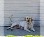 Small Photo #1 Labrador Retriever Puppy For Sale in MORGANTOWN, PA, USA