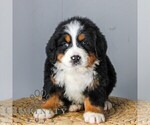 Small #1 Bernese Mountain Dog