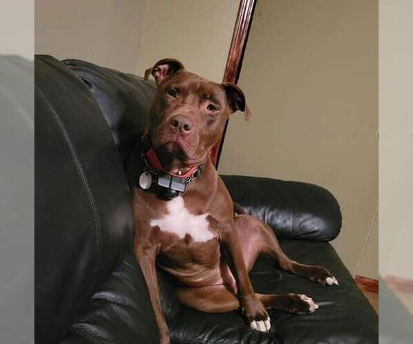 Medium Photo #1 American Pit Bull Terrier-Unknown Mix Puppy For Sale in FRAMINGHAM, MA, USA