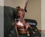 Small American Pit Bull Terrier Mix