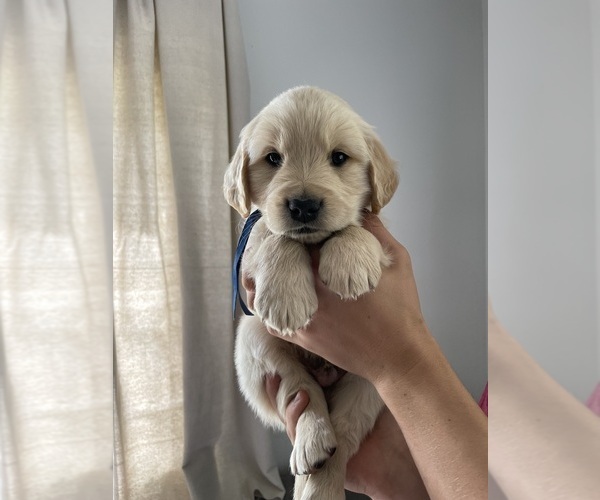 Medium Photo #2 Golden Retriever Puppy For Sale in BELLEVUE, WA, USA