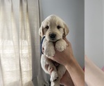 Small Photo #2 Golden Retriever Puppy For Sale in BELLEVUE, WA, USA