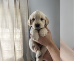 Small #1 Golden Retriever