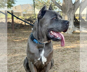 Mutt Dogs for adoption in Goodyear, AZ, USA