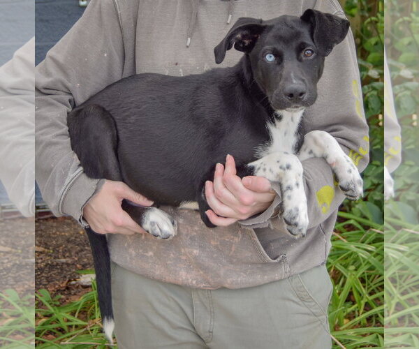 Medium Photo #2 Siberian Husky-Unknown Mix Puppy For Sale in Huntley, IL, USA