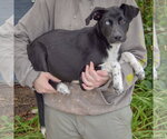 Small #1 Siberian Husky Mix