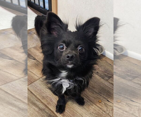 Medium Photo #1 Chihuahua Puppy For Sale in Walnutport, PA, USA