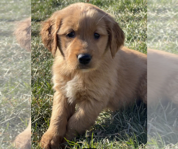 Medium Photo #1 Golden Retriever Puppy For Sale in BEECH GROVE, IN, USA