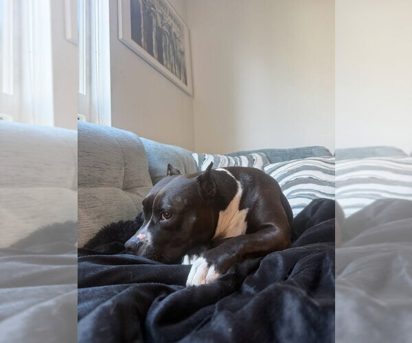 Medium Photo #19 American Staffordshire Terrier-Unknown Mix Puppy For Sale in Lake Forest, CA, USA