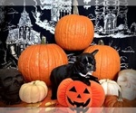 Small Photo #25 French Bulldog Puppy For Sale in YUCCA VALLEY, CA, USA