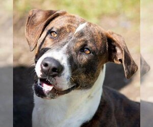 Nina - Female Mountain Cur-Unknown Mix Dog for Adoption - Photo #4