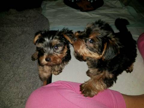Medium Photo #1 Yorkshire Terrier Puppy For Sale in MOUNT TABOR, NC, USA