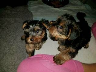 Yorkshire Terrier Puppy for sale in MOUNT TABOR, NC, USA