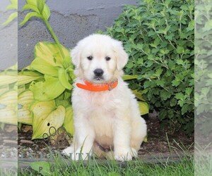 English Cream Golden Retriever Puppy for sale in CHRISTIANA, PA, USA