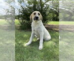 Small #7 Anatolian Shepherd-Retriever  Mix