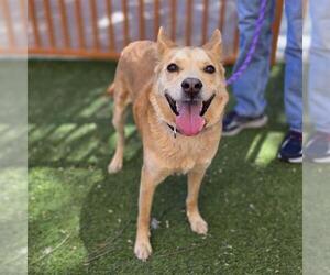 Labrador Retriever-Unknown Mix Dogs for adoption in Las Vegas, NV, USA
