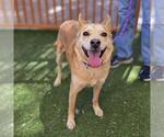 Small Labrador Retriever Mix