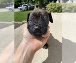 Puppy Black collar Cane Corso