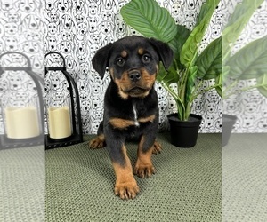 Rottweiler Puppy for Sale in FRANKLIN, Indiana USA