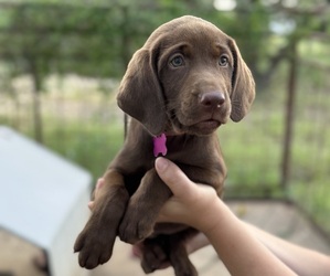 Labrador Retriever Puppy for Sale in AUSTIN, Texas USA