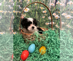 Small Photo #2 Shih Tzu Puppy For Sale in LAUREL SPGS, NJ, USA