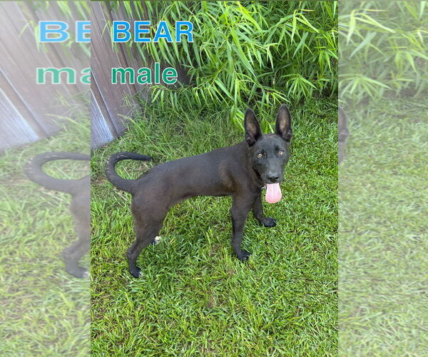 Medium Photo #1 German Shepherd Dog-Rat Terrier Mix Puppy For Sale in Farmerville, LA, USA