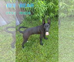 Small German Shepherd Dog-Rat Terrier Mix