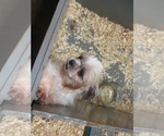 Small Photo #2 Shih Tzu Puppy For Sale in CARROLLTON, GA, USA