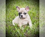 Small Photo #3 French Bulldog Puppy For Sale in BAY CITY, TX, USA