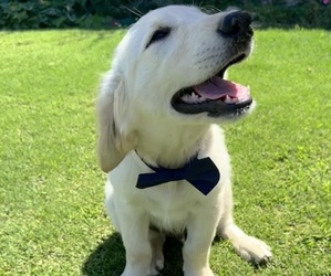 English Cream Golden Retriever Puppy for sale in BAKERSFIELD, CA, USA