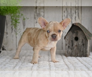 French Bulldog Puppy for sale in MILLERSBURG, OH, USA