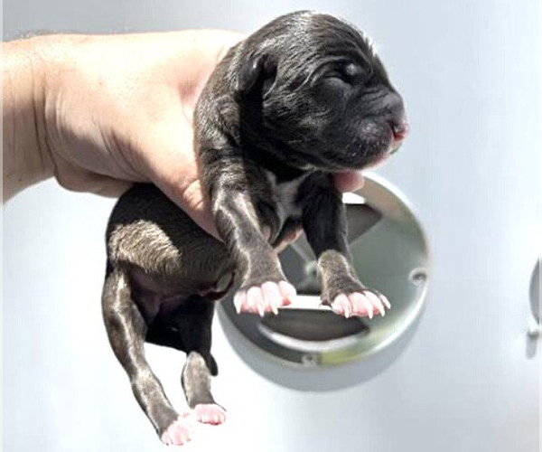 Medium Photo #1 American Pit Bull Terrier-Unknown Mix Puppy For Sale in Houston, TX, USA