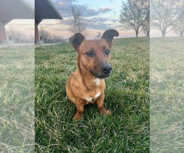 Medium Photo #1 Jack Russell Terrier Puppy For Sale in MOUNT SOLON, VA, USA