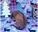 Small Photo #3 Rhodesian Ridgeback Puppy For Sale in POTEAU, OK, USA