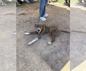 Mutt Dogs for adoption in Holly Springs, NC, USA