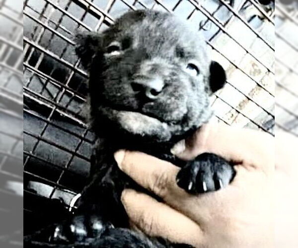 Medium Photo #2 Staffordshire Bull Terrier Puppy For Sale in Houston, TX, USA