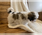 Small Photo #3 Maltipoo Puppy For Sale in LITHIA, FL, USA
