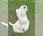 Small #15 Great Pyrenees Mix