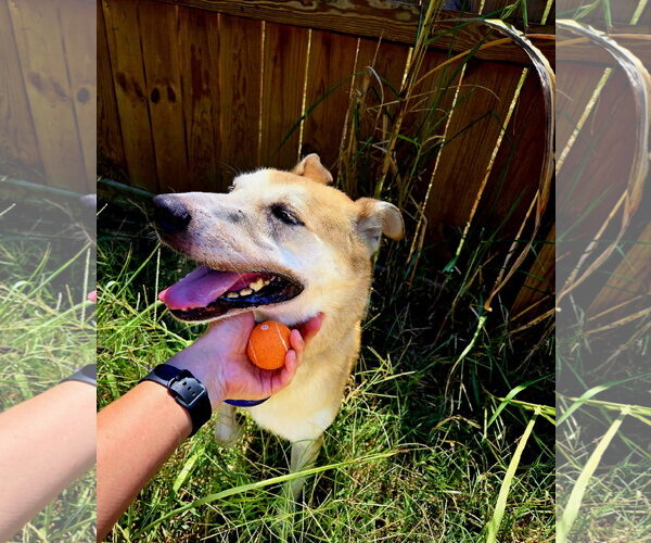 Medium Photo #1 Carolina Dog-Shiba Inu Mix Puppy For Sale in Jackson, MS, USA